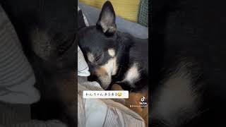 僕、、、こんな顔して寝てるの？ #犬のいる暮らし #尊い #豆柴のいる暮らし #犬動画 #怖い寝顔 #可愛い #dog #愛犬 #チワワ #犬あるある