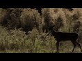 sundots - window (extended) 