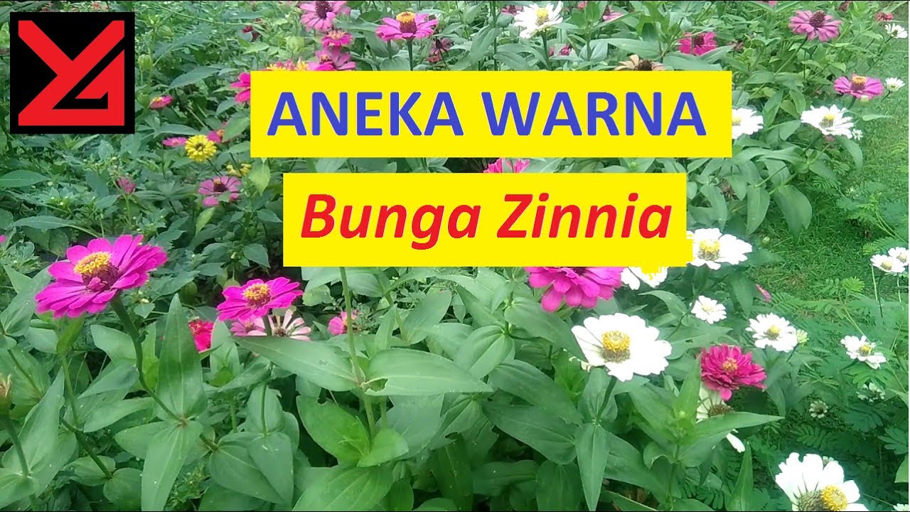 [HD1080p] Tanaman Hias Bunga Zinnia Aneka Jenis Dan Warna Yang Berbeda ...