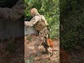 discipline au combat chien k9 malinois militaire animaux cyno maitrechien