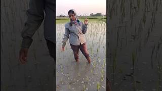 మా వరి చూపిస్త రండి. అస్సలు భాగలేదు #mandabhargavi #raithy #farmer #trendding