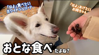 お姉ちゃんには「食べます」しなくてもおとな食べでもらえるオヤツを待つキラキラ笑顔のホワイトシェパードがこちらです。