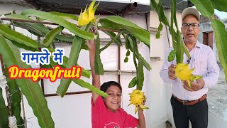 How to Fertilise Dragon Fruit to Boost Growth and Flowering .fertilizer manegment dragonfruit plants