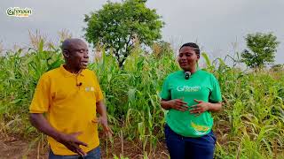 How To Make Millions From Growing & Selling Certified Maize Seed To Other Farmers In 3 Months