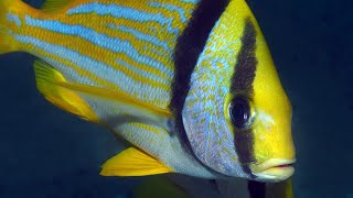 Facts: The Porkfish