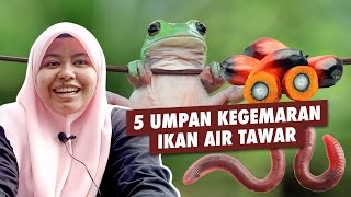 5 Umpan Kegemaran Ikan Air Tawar