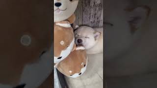 【豆柴犬】犬🐶のぬいぐるみ🧸に顎を乗せて可愛い😍💕