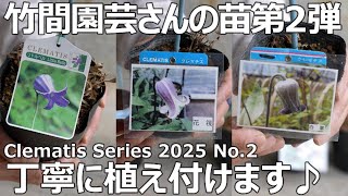 【クレマチスシリーズ 2025 No.2】竹間園芸さんの壺型クレマチス植え付け第2弾‼ | リトル・ベル / 花筏 / 白菫