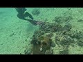 Diving Off Lighthouse Point in Verde Island Passage