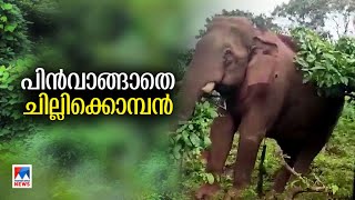 പാലക്കാട് ജനവാസമേഖലയില്‍ നിലയുറപ്പിച്ച് ചില്ലിക്കൊമ്പന്‍ | Palakkad | Chillikomaban