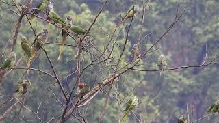 after rain slaty headed parakeet amazing view#jim Corbett national # uttarakhand