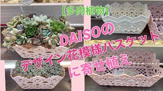 【多肉植物】DAISOの「デザイン花模様バスケット」に寄せ植え♪       2023.8.7