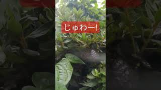 【私は宮城の終末殺蜂家】ハンター無念🐝アシナガバチに逃げられた！！　#アシナガバチ　#蜂 #wasp #bee #ウルトラマン