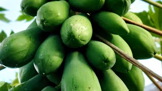 Pruning and protecting papaya from freeze, Florida