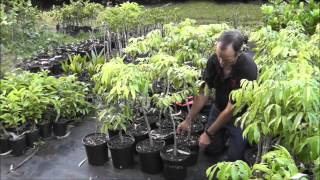 Lychees with Golden Tree and mycorrhizial fungus preparations Mykos Gold and Great White Hawaii.