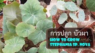 การปลูกบัวผา How to grow Stephania sp. nova