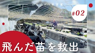 農家の事件簿Vlog02｜散乱した苗を救出せよ