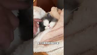 宝宝我啊被照顾的感觉真好猫猫就是小宝宝啊