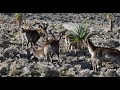 rare walia ibex in simien mountains ethiopia