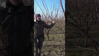 Kajszi metszés – 4 rész - ízelítő  #tree #garden #gardeningtips