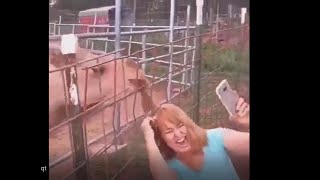 Camel eat girl hair