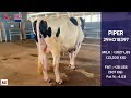 unveiling excellence abs bull piper 29ho18397 the epitome of dairy genetic innovation