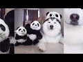 owning husky expectation vs reality 🔥🐶 husky funny video😂 part 1