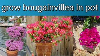 bougainvillea के लिए रहस्यमय फूल लेने का तरीका || how to grow bougainvillea in pot