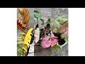 philodendron varieties //back side garden 🏡 video //