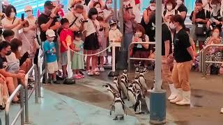 8月16日 鳥羽水族館 ～ペンギンお散歩タイム～