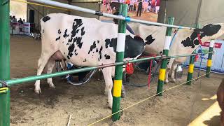 Live milking pdfa 40128 denmark cow