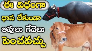 డైరీ ఫార్మ్ ఎలా మొదలు పెట్టాలి?|how to start dairy farm|mallesh adla|dr Shivananda swamy|