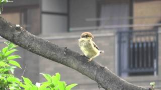 モズの幼鳥