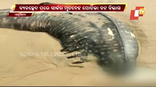 Body Of 20-Feet Long Shark Found At Siali Beach, Jagatsinghpur