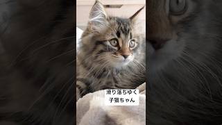 リラックスしてたのに… #猫 #サイベリアン #ヤマネコ