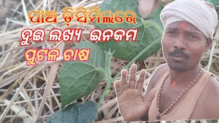 5 ଦିସିମିଲରେ 2 ଲଖ୍ୟ ଇନକମ ପୁଟଳ ଚାଷ.Putal Chas Income 2 lakha #greenparibar