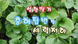 [생생뿌리] [생생클린] 설향딸기 충해 팁번과 세력 저하