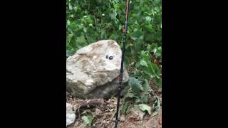 Alpine Summit Collapsing Flip Lock Trekking Poles - How to Adjust