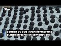 Soudan du Sud : transformer une plante invasive en combustible