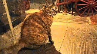 夜の猫校長たかねちゃん、トイレの案内をする