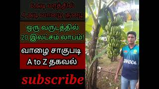 1 ஏக்கரில் 20 இலட்சம் லாபம் தரும்  வாழை சாகுபடி| Cavendish (green) banana cultivation.