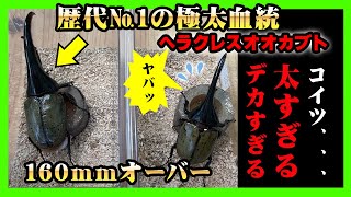 【歴代№1】超極太血統ヘラクレスオオカブト降臨！尋常ではない太さとサイズ感を兼ね備えたD.H.ヘラクレス♂太すぎる・・・。