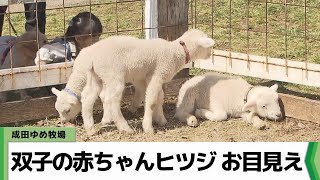 成田ゆめ牧場　双子の赤ちゃんヒツジ　お目見え（2024.03.27放送）