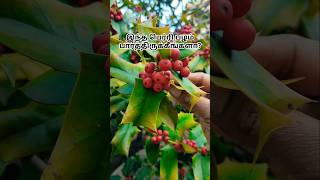 சைனீஸ் ஹாலி / Chinese holly/ horn holly #shorts #tamil #china #nature #berry #fruit