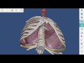 Human Anatomy Atlas for zSpace - Tutorial