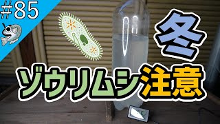 #85 冬の培養ゾウリムシをメダカに与えるときの注意点 Precautions when feeding Paramecium in winter【とびっこメダカ】【Medaka】20211225