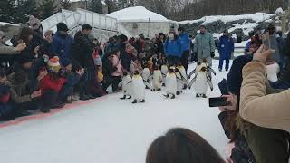 【北海道】北海道旭山動物園   企鵝遊行秀