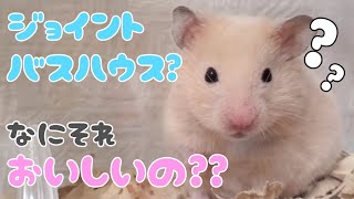 【ハムスター】ルーくんにジョイントバスハウスあげてみた♡果たして砂場として使うのか！？それとも…