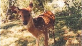 a playlist for deers !