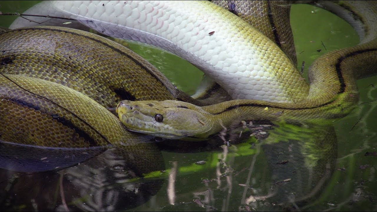 Python Eats Goat 03 Footage Youtube